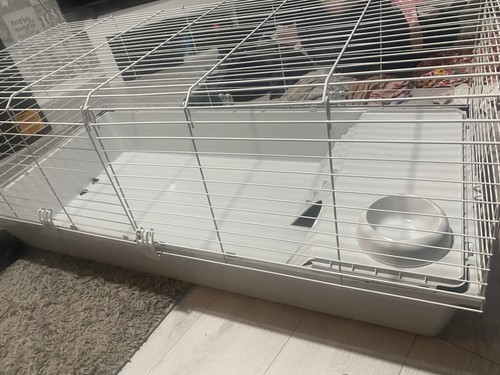 Pets home temporary guinea - at,