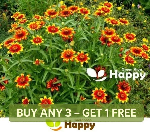 Zinnia flower chippendale - zinnia,