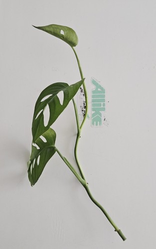 Monsteria swish cheese plant - swish,