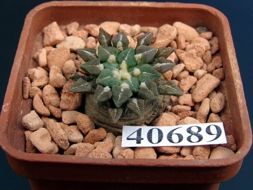 Ariocarpus kotschoubeyanus