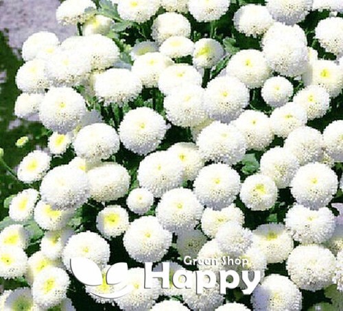 Snow ball flower - dwarf, 1500