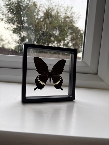 Taxidermy framed transparent
