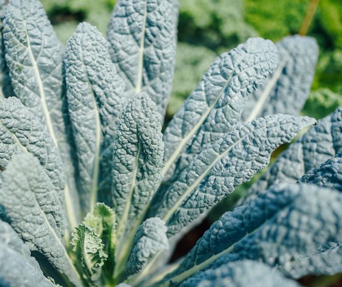Giant black magic - british, kale