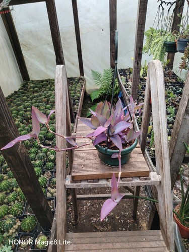 Tradescantia pallida - , in