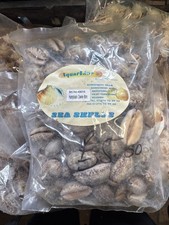Humpback cowrie cm - 6, sea