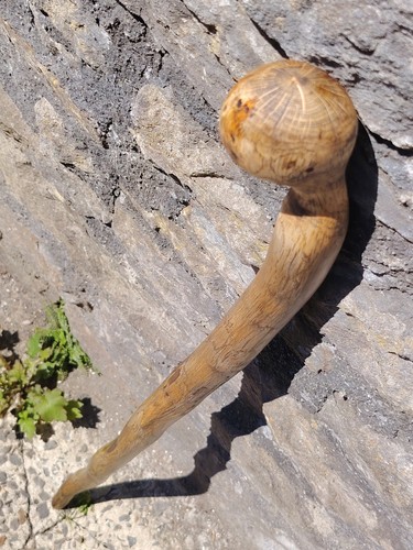 White oak shillelagh walking - white,