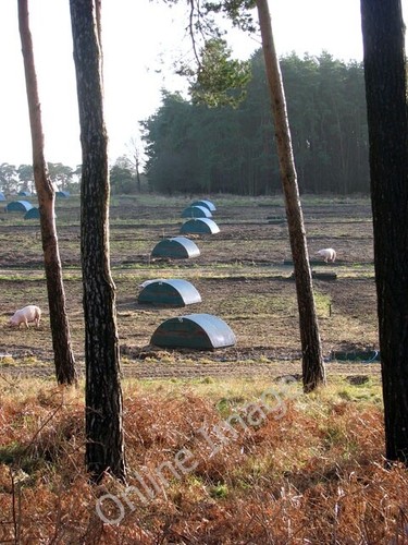 Photo 6x4 pig arks - 6x4,