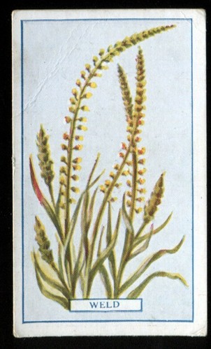 Tobacco card gallaher plants - card,, gallaher,