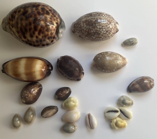 Cowrie shells collection - cowrie,