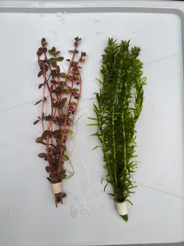 10x elodea densa rotala - 10x,