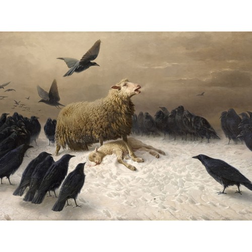 Schenck anguish sheep ewe - schenck,