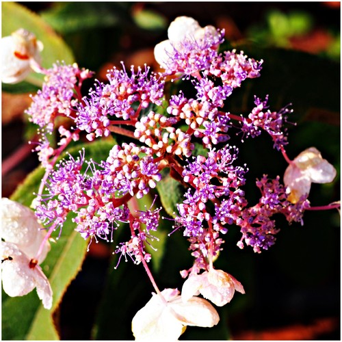 Hydrangea aspera hot chocolate - aspera,