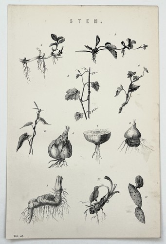 Plant stems botanical - stems,