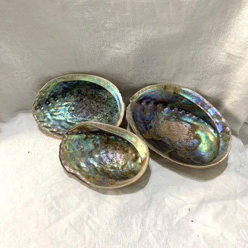 Natural unpolished abalone - 3, x