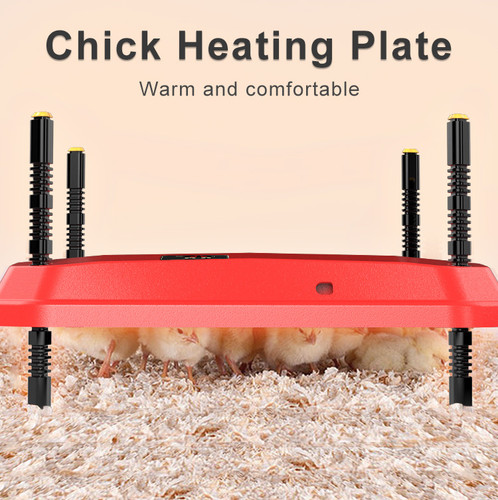 Chick brooder poultry - 12",