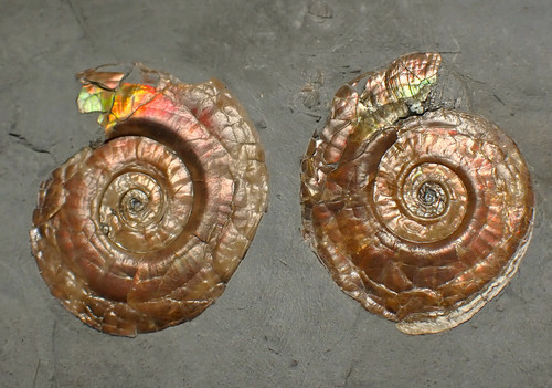 Iridescent multi psiloceras - iridescent, multi-psiloceras