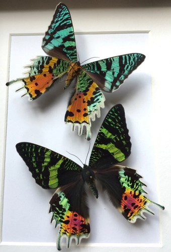 Real sunset moth spread - moth,