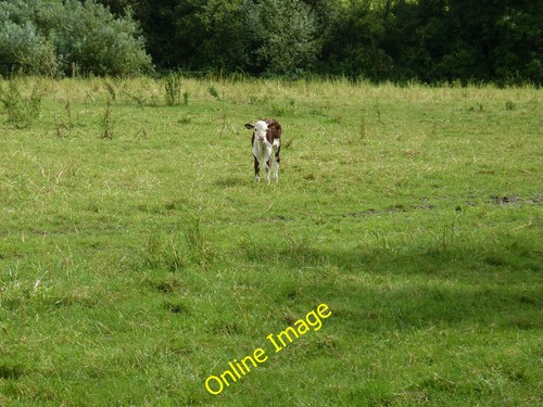 Photo 12x8 hereford - 12x8, calf