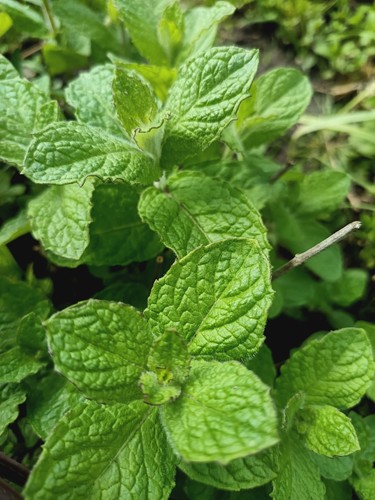 Apple mint perennial herb - 5,