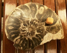 Large Goniatite Ammonite  - Polished Orthoceras Fossil 600 grams