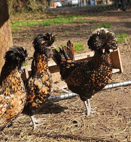 Polish hatching eggs - 6+,