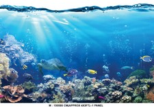 Sea Ocean Fish Coral Reefs
