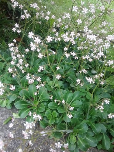 Saxifraga london pride - london, hardy