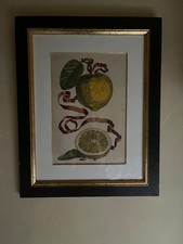 Pair of Trowbridge Gallery framed and mounted botanical prints