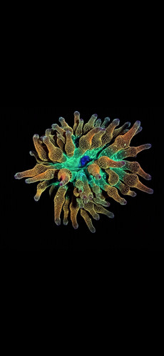 Rainbow bubble tip - rainbow,