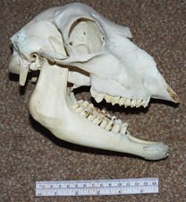 Sheep Skull & Jaw. Movie Props, Art Project etc.