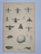 Antique Print 1870 Diptera Fly Flies Common Flea Egg
