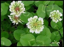 10 Lbs White LADINO CLOVER