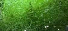 CHAETOMORPHA (chaeto)