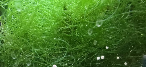 Chaetomorpha - chaetomorpha, (chaeto)