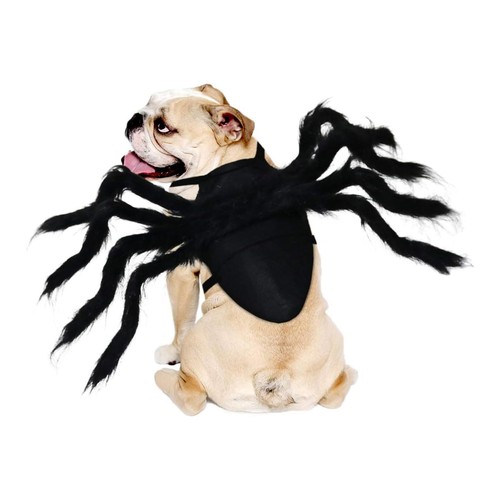 Halloween pet costume spider - halloween,