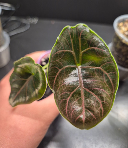Alocasia azlanii - azlanii, 🌱