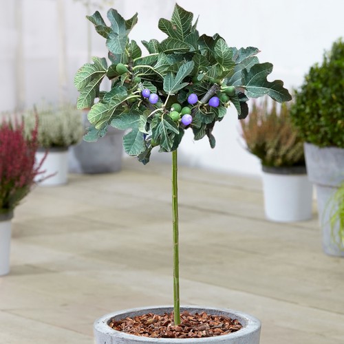 Ficus brown turkey tree - brown,