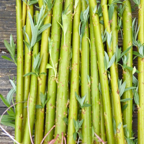 20cm hybrid willow - 20cm,