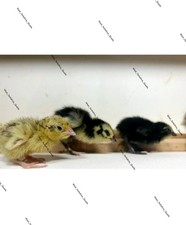 12 X Coturnix Quail Eggs Mixed