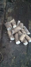   10  Horseradish Roots  