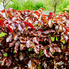 25 Copper Beech 3-4ft Purple