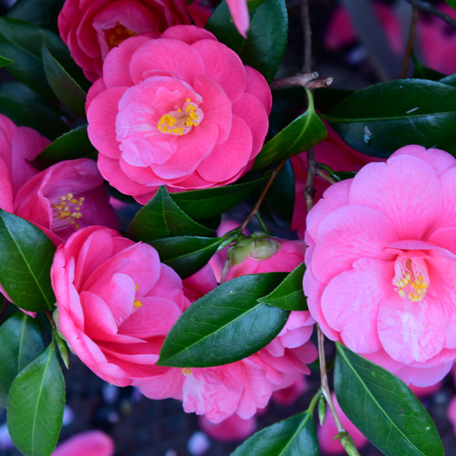 Pink camellia tree - pink,