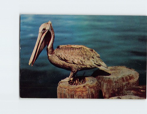 Postcard old pelican bird - old,