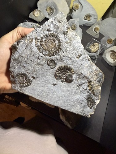 Ammonite fossil - ammonite,