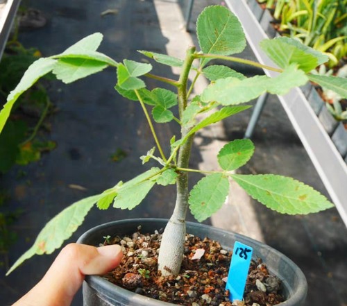 Rare cacti bursera palmeri - rare,
