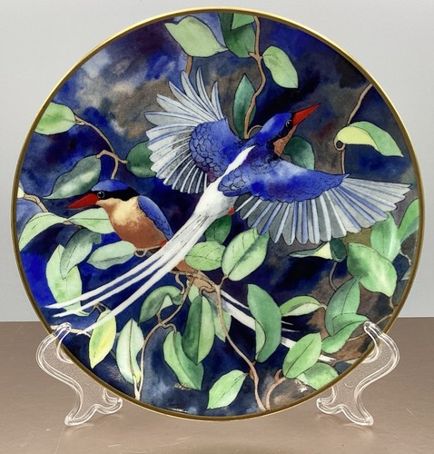 Wedgwood the buff - wedgwood, buff-breasted
