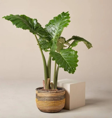 Alocasia low rider tropical - rider,