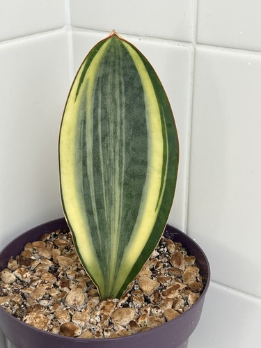 Sansevieria masoniana white - masoniana,