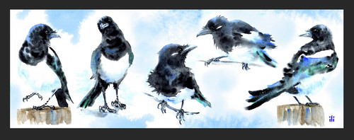 Watercolour cute magpies - magpies, birds