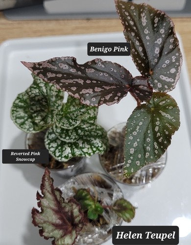 Begonia bundle rare - 3,